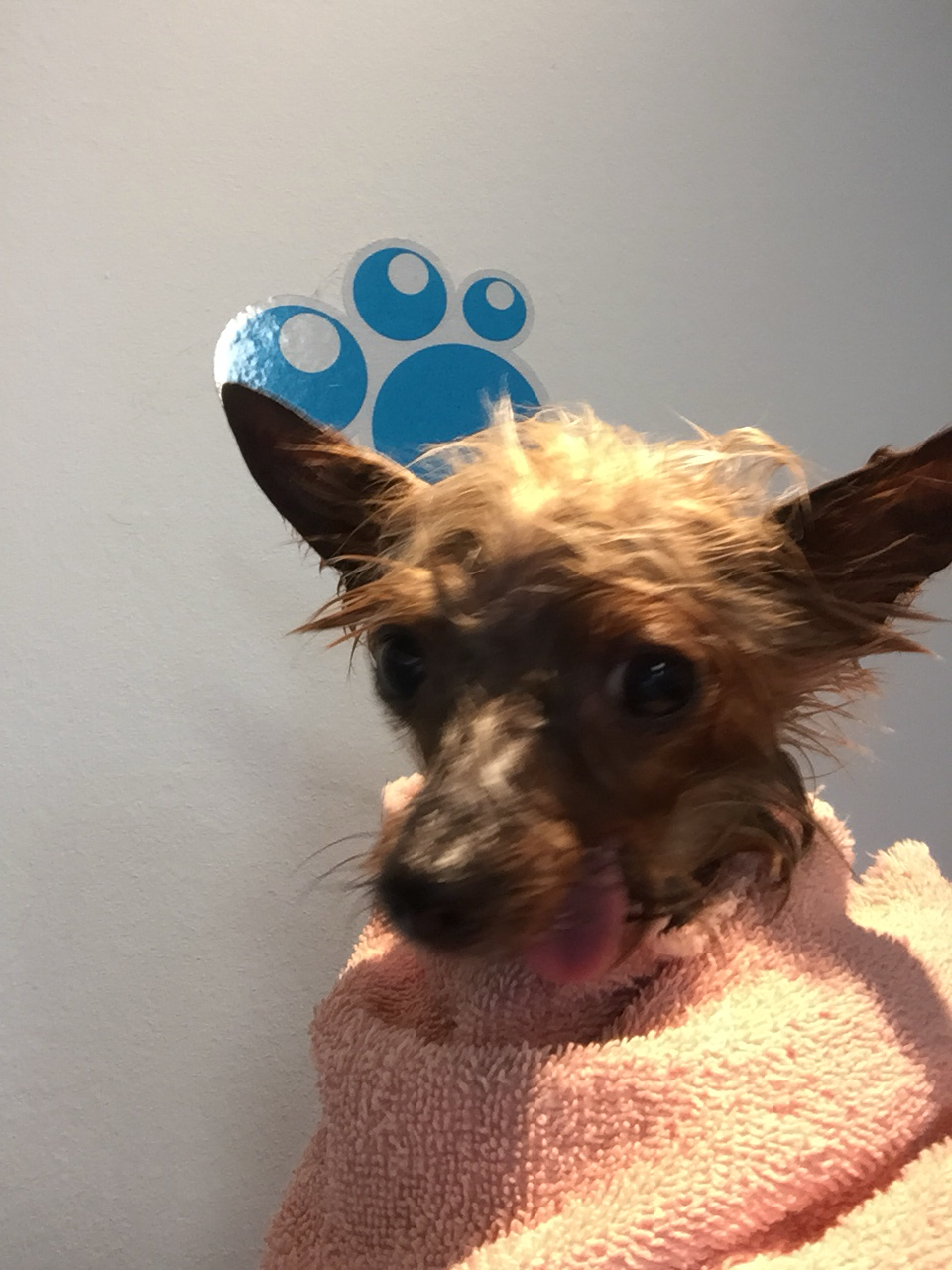 Adorable Dogs Grooming Spa | 575 Main St, Dartmouth, NS B2W 6A4, Canada | Phone: (902) 405-3647