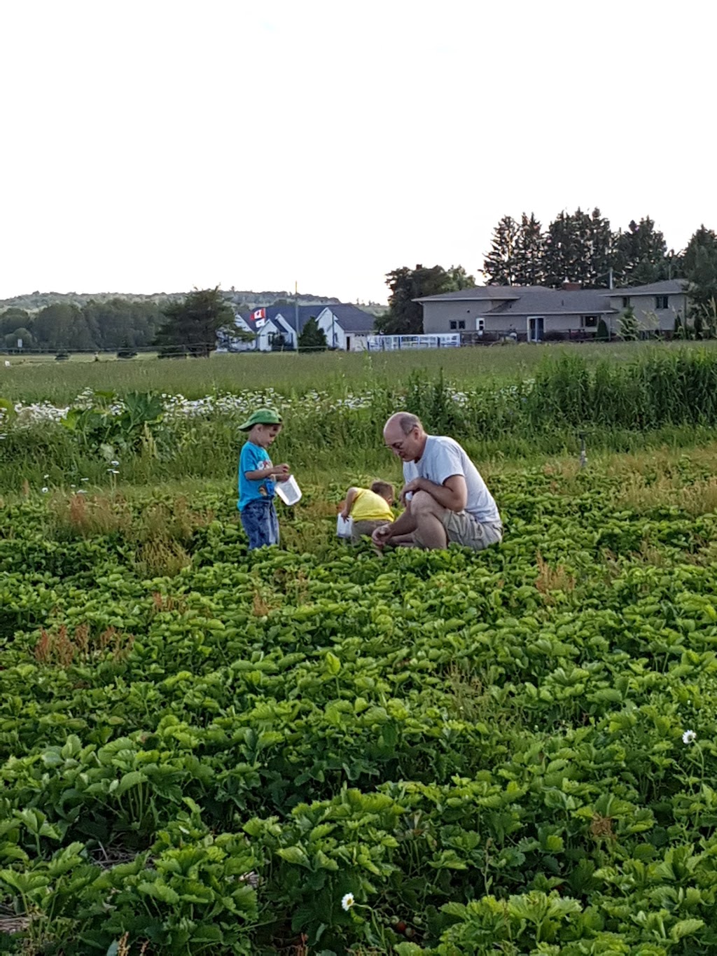 Ruby Berry Farms | 745 Joanette Rd, Chelmsford, ON P0M 1L0, Canada | Phone: (705) 855-9901