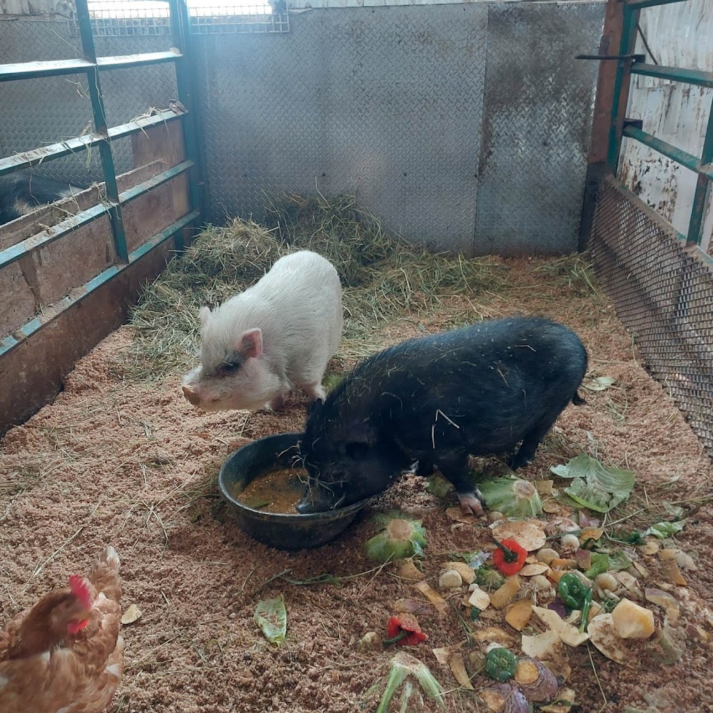 Ferme Sirois | 495 Rue Principale, Colombier, QC G0H 1P0, Canada | Phone: (581) 726-2105