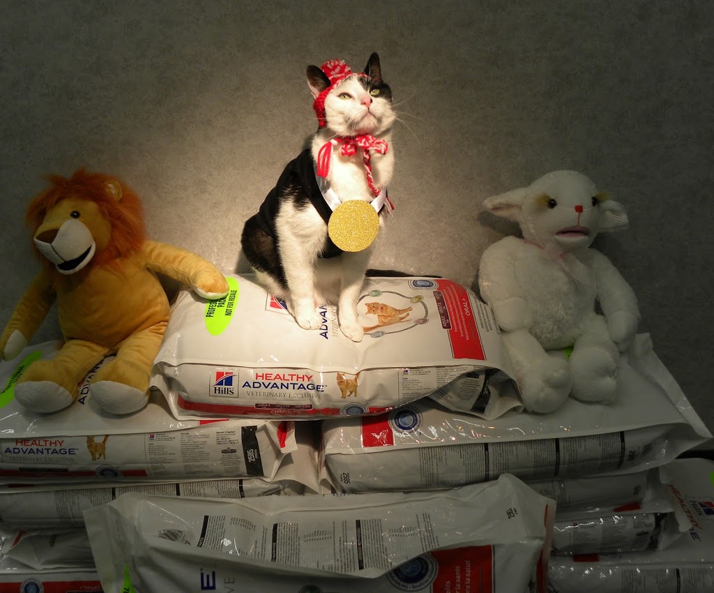 Fergus Veterinary Hospital | 100 McQueen Blvd #3, Fergus, ON N1M 3T8, Canada | Phone: (519) 787-2000