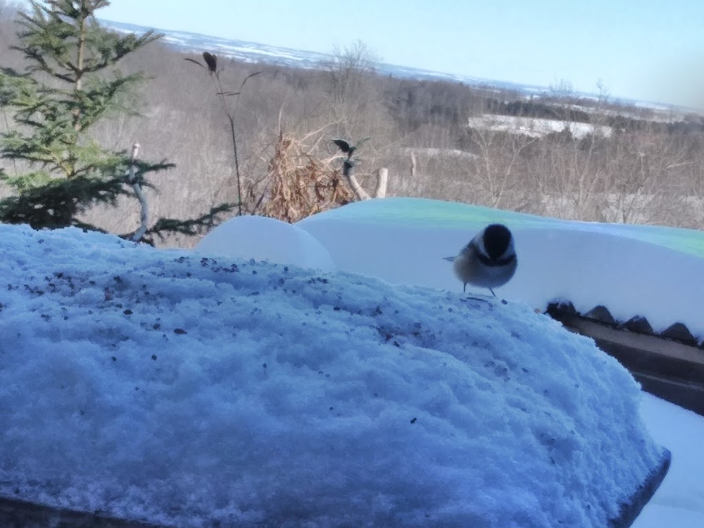 Wild Rose Farm | 836406 4 Line, Mansfield, ON L0N 1M0, Canada | Phone: (519) 925-5242