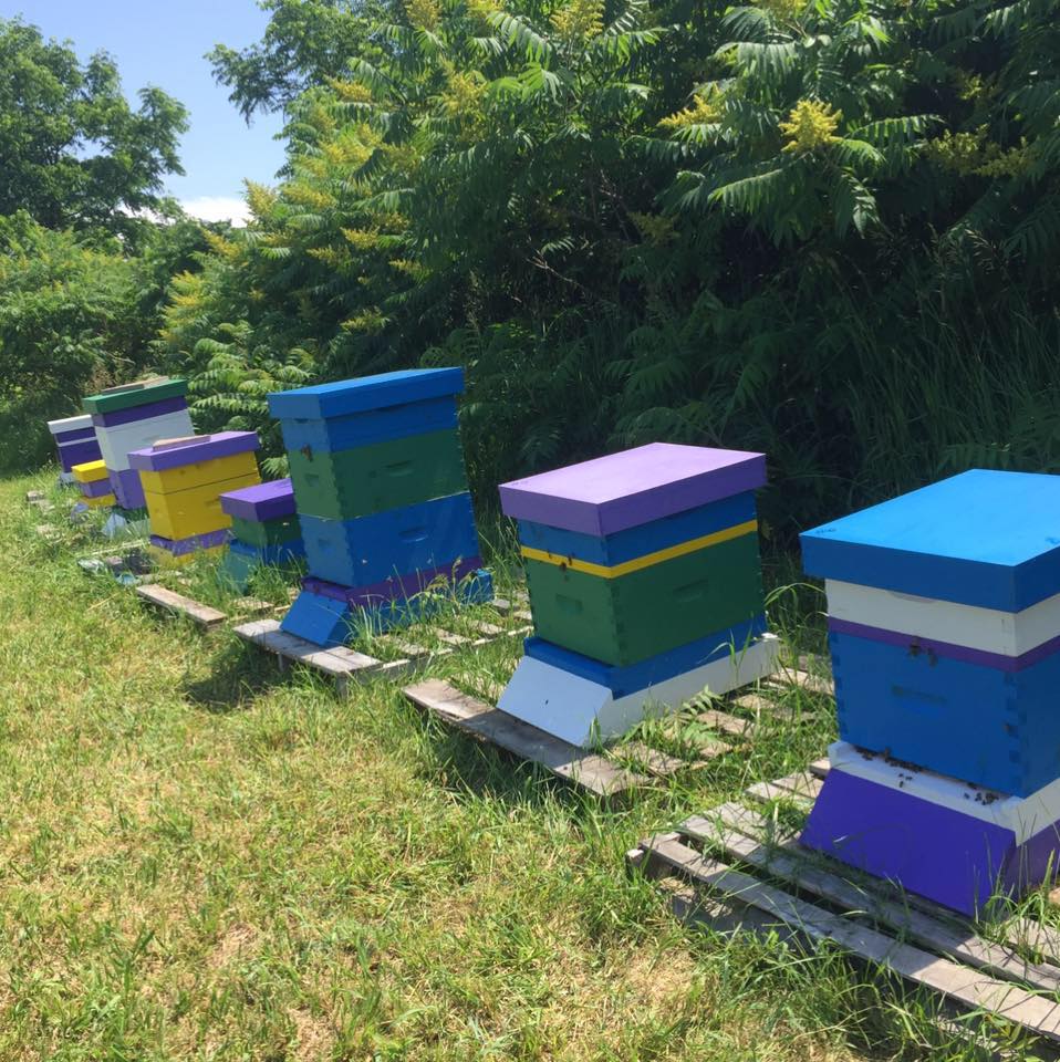 Born To Bee Inc | 3 Broadpoint St, Wasaga Beach, ON L9Z 3B8, Canada | Phone: (647) 975-7823