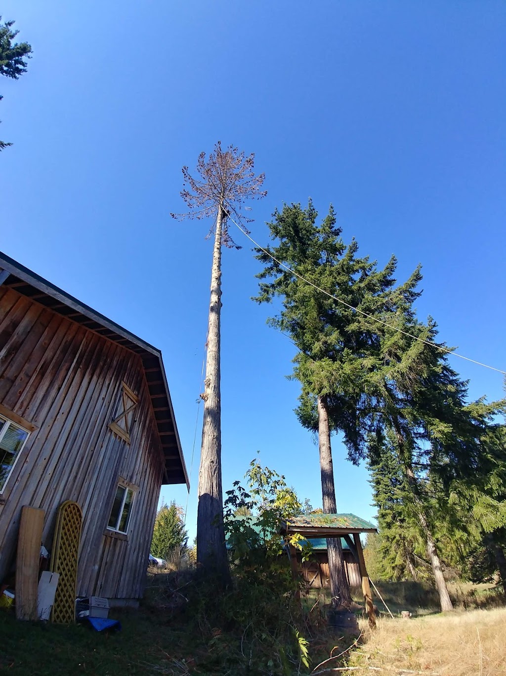 SK Tree Service | 828 New Glasgow Rd #224, Ebenezer, PE C1E 0T1, Canada | Phone: (902) 916-0119