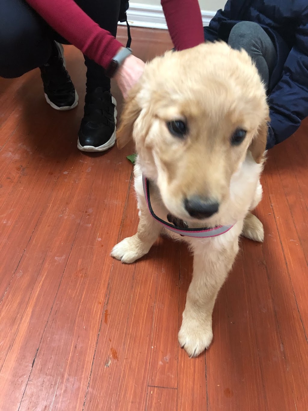 Toronto North Animal Hospital | 317 Sheppard Ave E, North York, ON M2N 3B3, Canada | Phone: (416) 546-7493