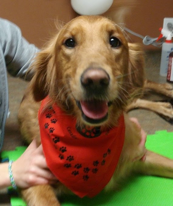 Canadian Animal Blood Bank | 2055 Notre Dame Ave, Winnipeg, MB R3H 0J9, Canada | Phone: (204) 632-2586