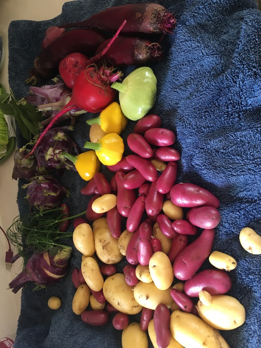 EarthApples Seed Potatoes | 4 Legend Trail, Stony Plain, AB T7Z 0B1, Canada | Phone: (780) 963-6708