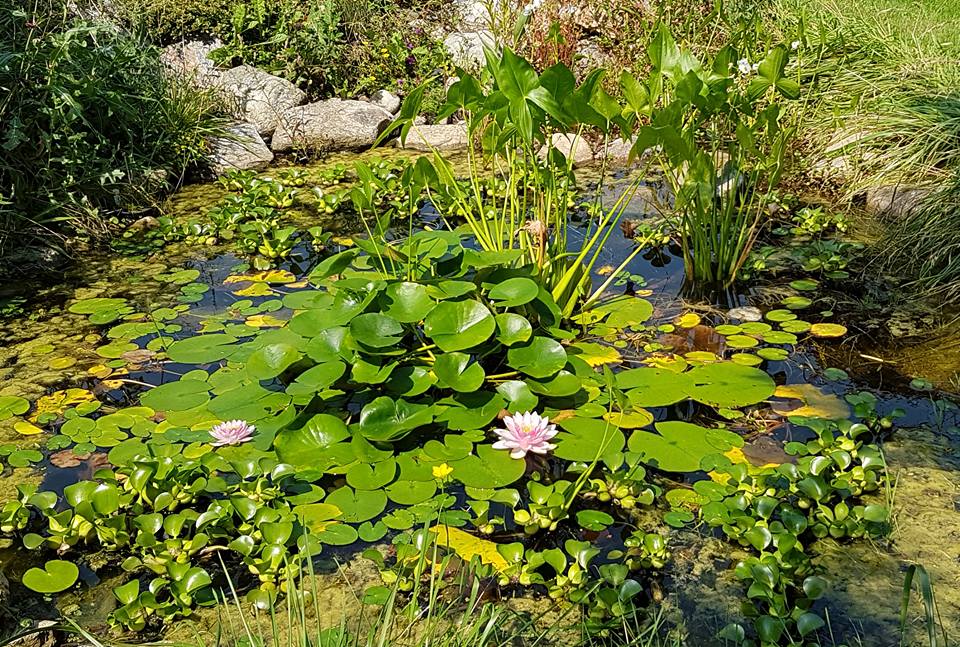 Koi Nursery & Water Gardens | 21751 Simcoe St, Seagrave, ON L0C 1G0, Canada | Phone: (905) 985-4600