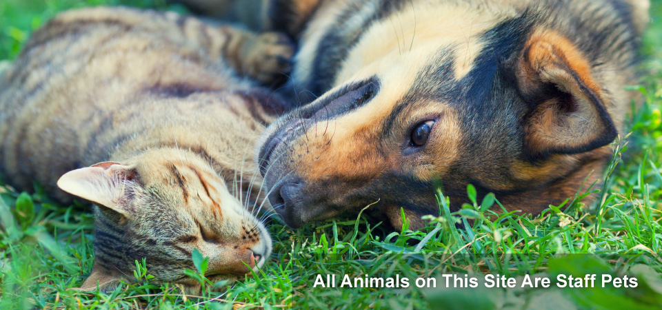 St-Laurent Animal Hospital | 654 Montreal Rd, Ottawa, ON K1K 0T3, Canada | Phone: (613) 749-2143