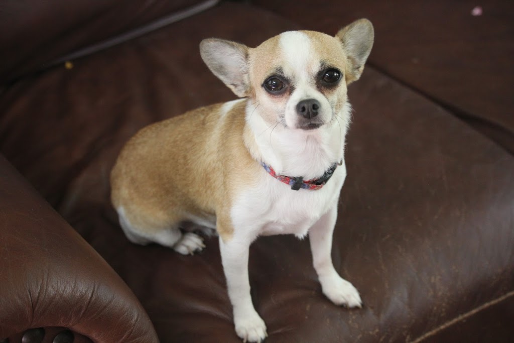 Chickadee Creek Chihuahuas | 45 Dineen Crescent, Hampton, NB E5N 6A2, Canada | Phone: (506) 654-2193