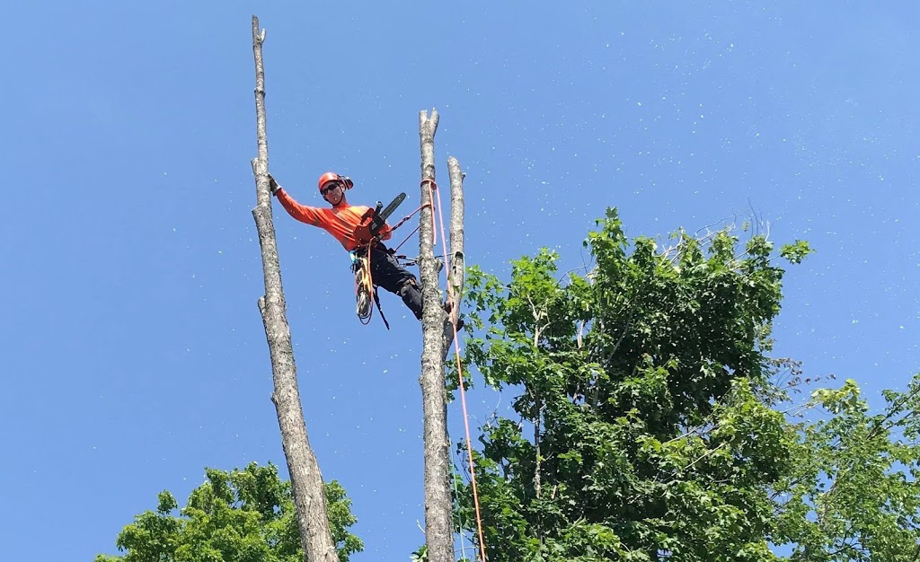 Silvacare Tree Service | point of interest | 2481 Wyvern Rd, River Philip, NS B0M 1V0, Canada | 9029065408 OR +1 902-906-5408