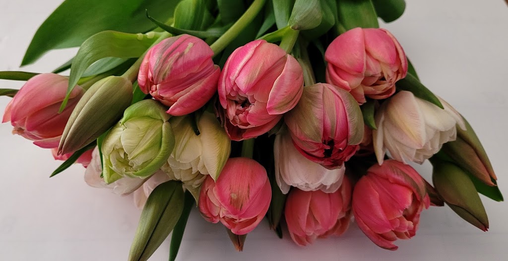 Amalia Blooms | Albert St, Norwich, ON N0J 1P0, Canada | Phone: (519) 774-3780