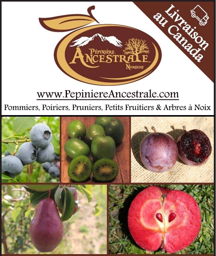 Pépinière Ancestrale | 3049 rang 3 Ouest, Saint-Julien, QC G0N 1B0, Canada | Phone: (418) 423-3070