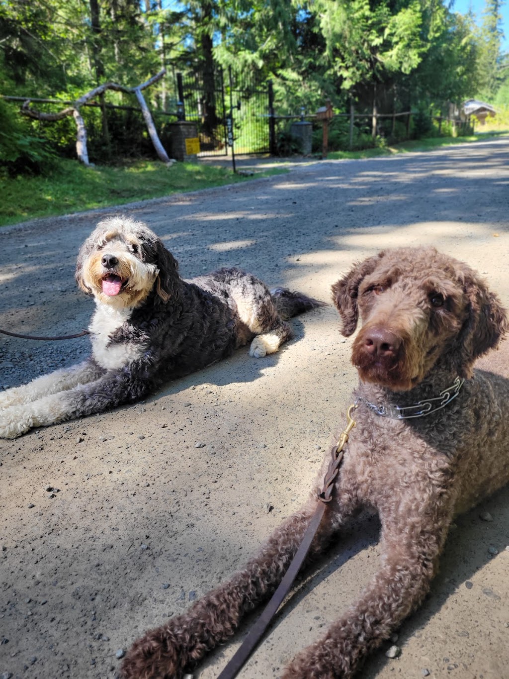 The Durable Dog | 2734 Tintern Rd, Qualicum Beach, BC V9K 1Y2, Canada | Phone: (250) 668-2978