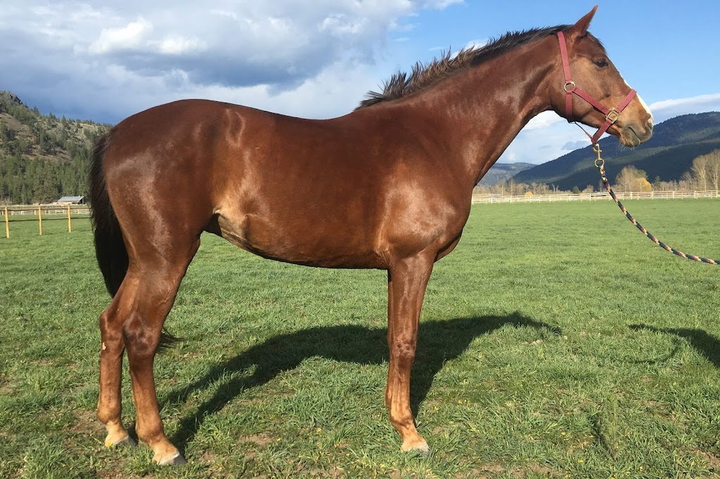 Winsome Meadows | 2288 Willgoose Rd, Merritt, BC V1K 1N7, Canada | Phone: (604) 902-0714