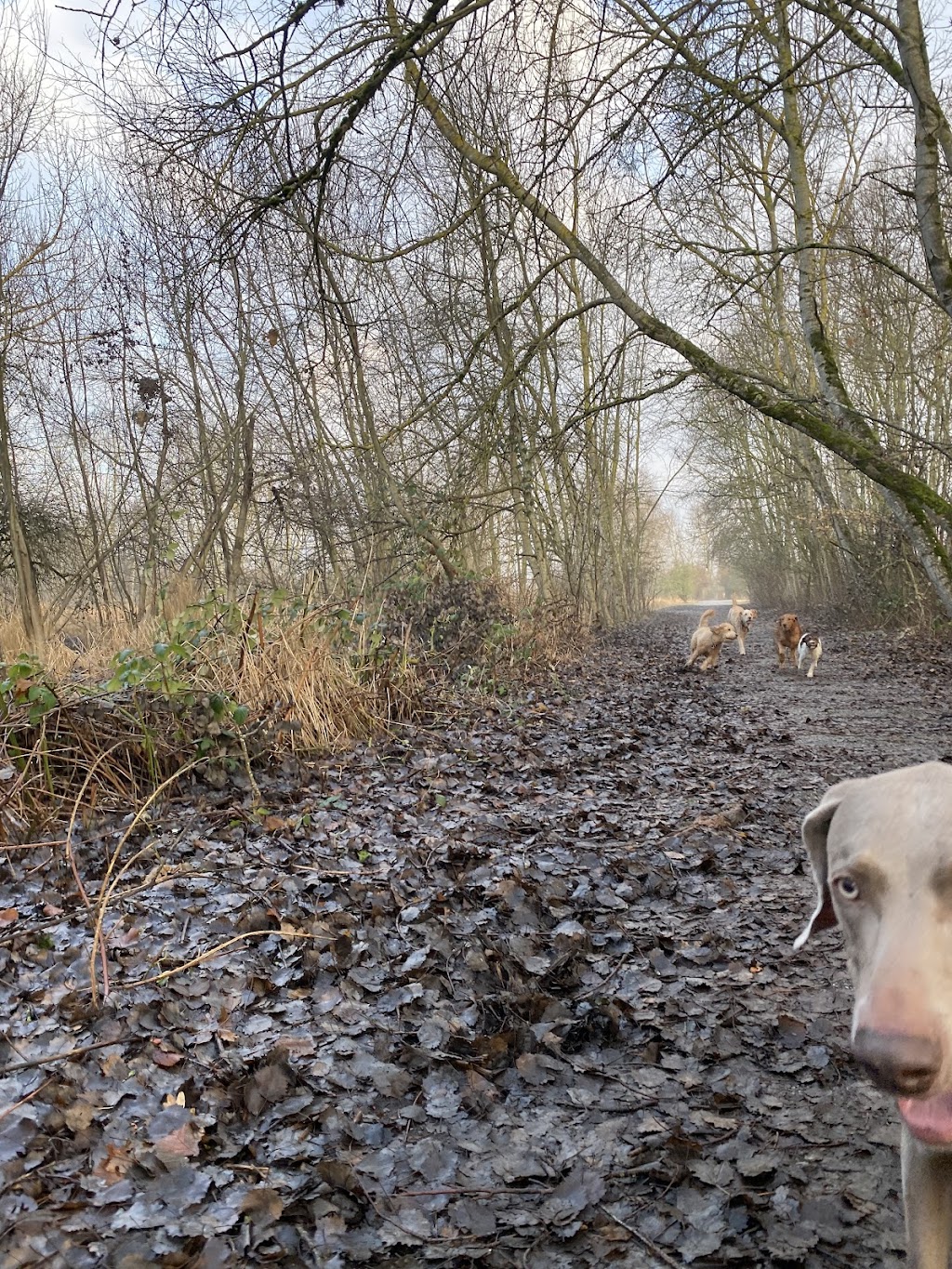 The Thriving Dogs | 6221 49 Ave, Delta, BC V4K 4S5, Canada | Phone: (604) 448-8686