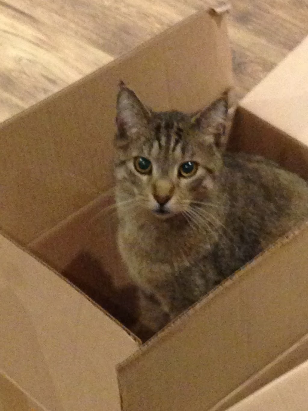 Mission Veterinary Hospital | 7195 Horne St, Mission, BC V2V 3X9, Canada | Phone: (604) 826-8456