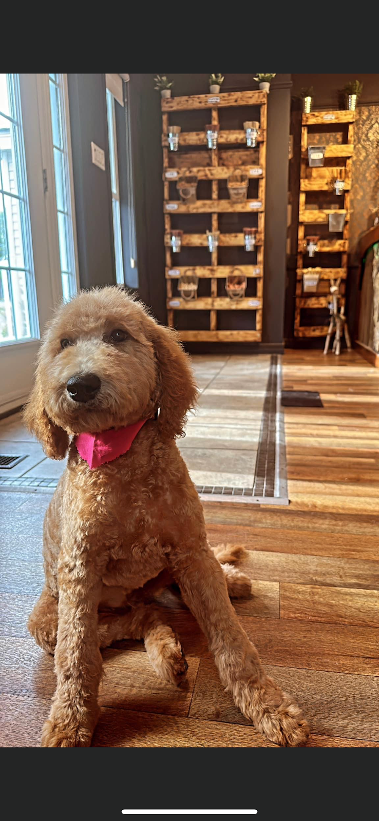 Toilettage Fluffie | 15a Rue Bridge, Ormstown, QC J0S 1K0, Canada | Phone: (450) 829-1033