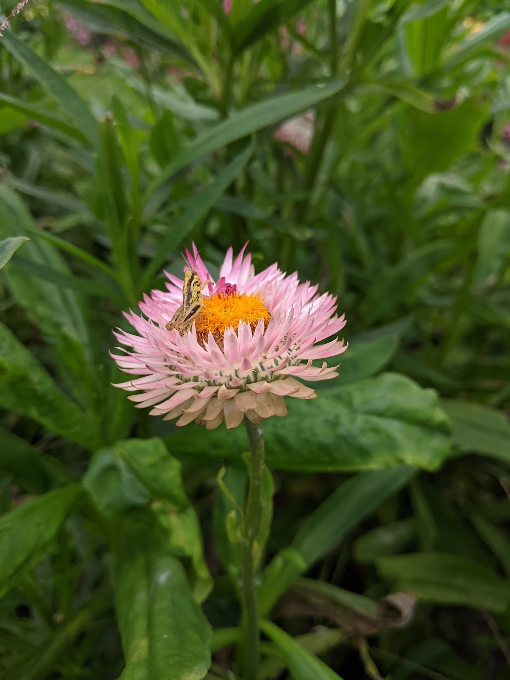 Whites Creek Flower Farm | 1125 Concession Rd 7, Beaverton, ON L0K 1A0, Canada | Phone: (705) 928-2910