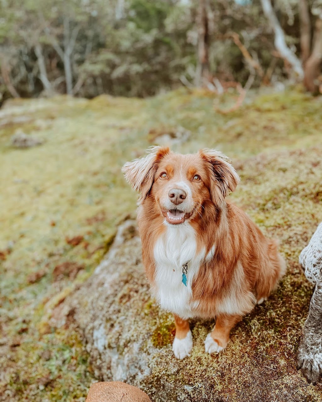 Dedras Dogs | Dog Walker Victoria BC | 101 Island Hwy #230, Victoria, BC V9B 1E8, Canada | Phone: (250) 880-5206