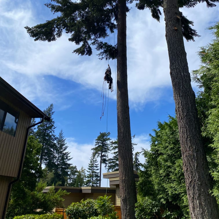 White Wolf Tree Service | 90 Wakefield Ct, Middle Sackville, NS B4E 0H1, Canada | Phone: (902) 414-6429