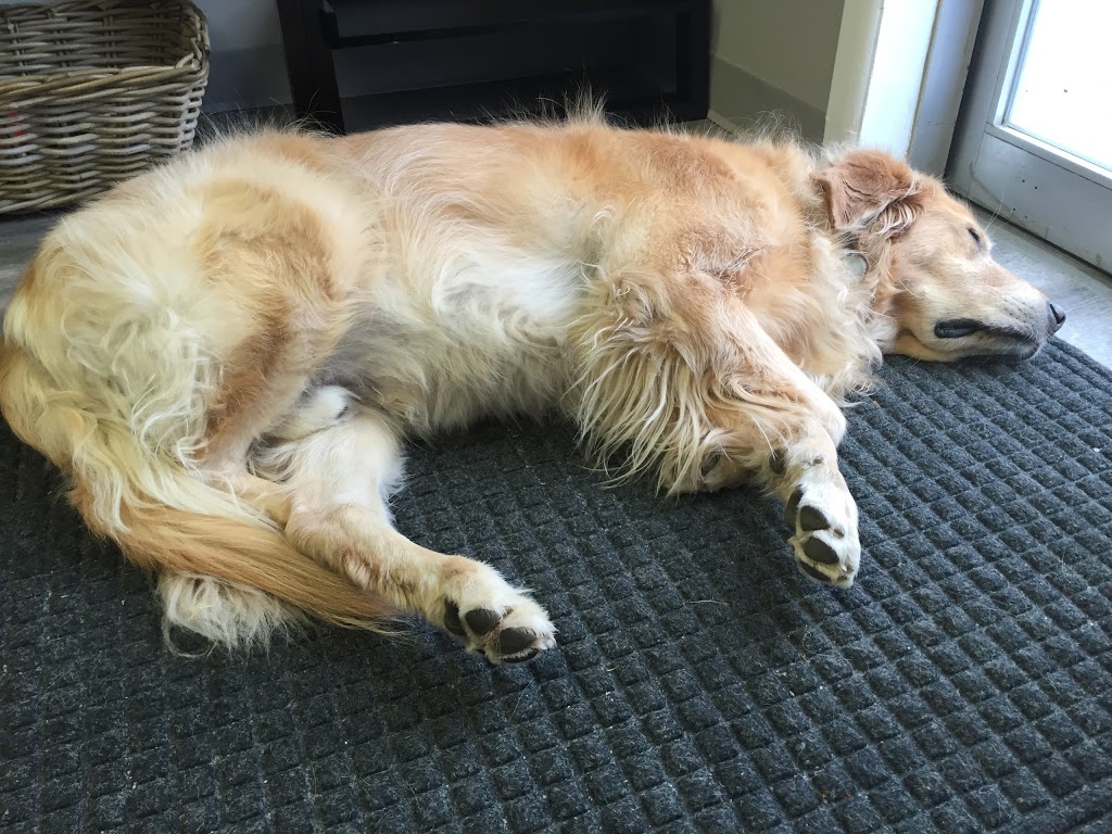 Chews Raw Pet Food | 287 Dundas St E, Waterdown, ON L0R 2H0, Canada | Phone: (905) 407-8018