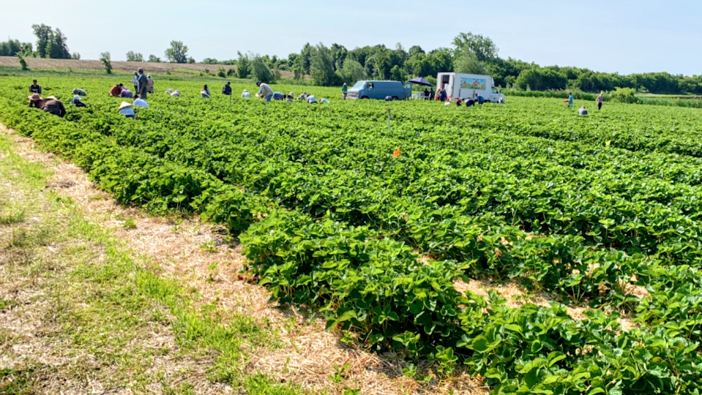 Les Jardins J.A. Ouellet | 1847 Rang St Paul, Saint-Rémi, QC J0L 2L0, Canada | Phone: (450) 454-3871