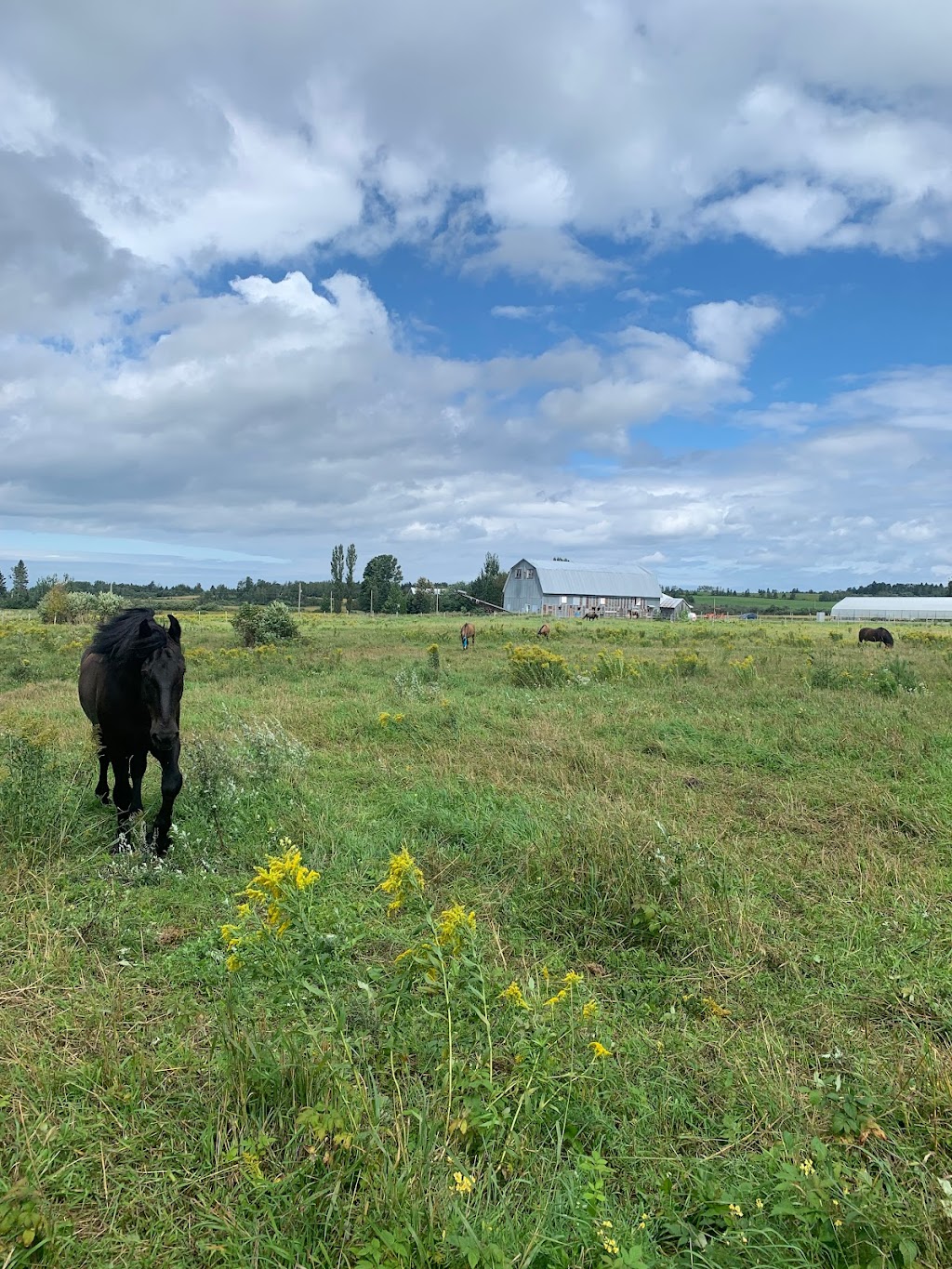 LaVoie du cheval | 90 2 Rang E, Trois-Pistoles, QC G0L 4K0, Canada | Phone: (450) 302-9729