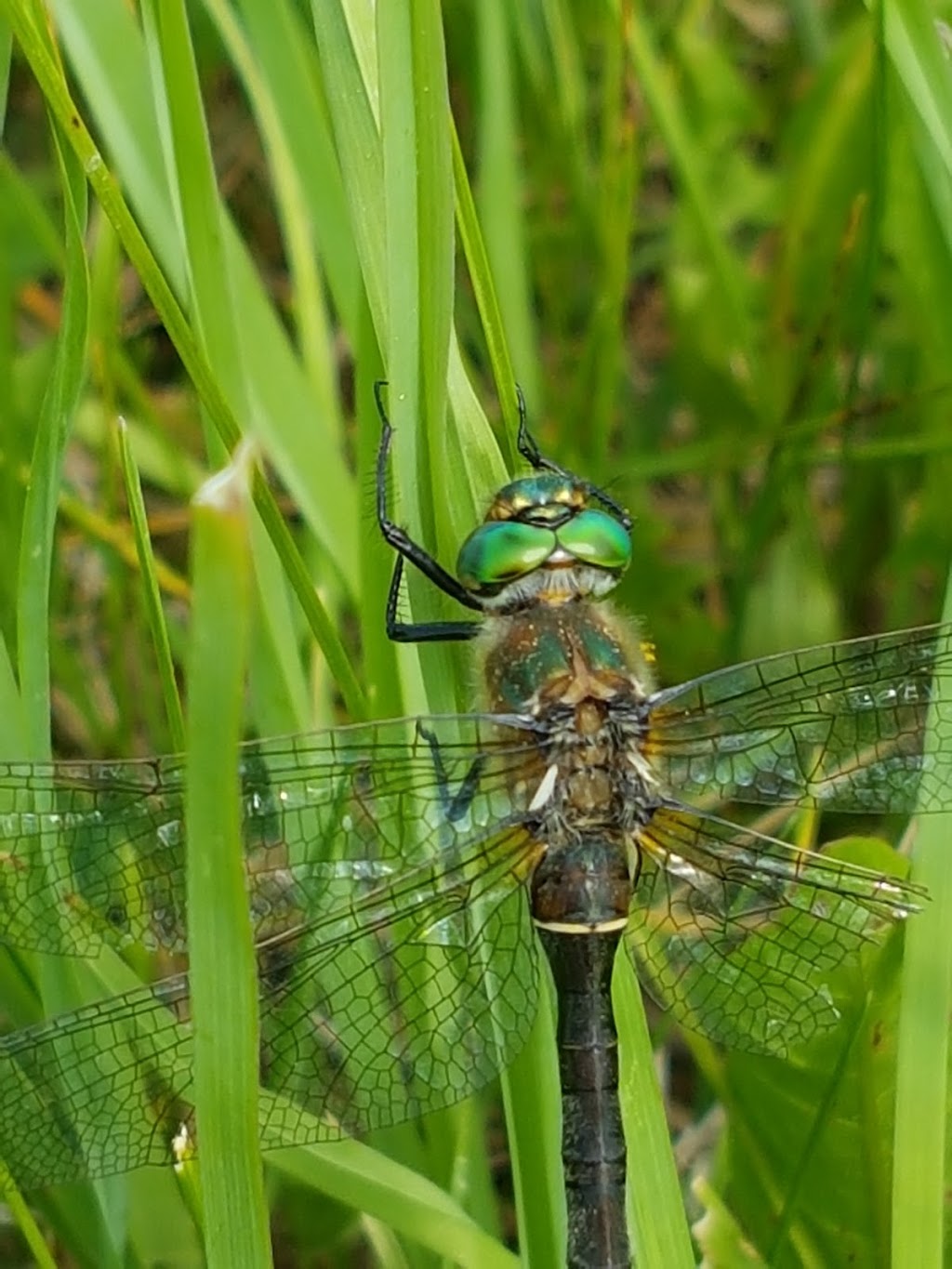 The Dragonfly Ranch | Range Rd 52, Water Valley, AB T0M 2E1, Canada | Phone: (403) 608-2985