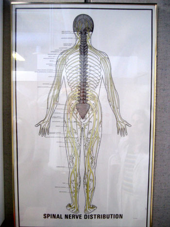 Sandalwood Chiropractic & Wellness Centre | 170 Sandalwood Pkwy E, Brampton, ON L6Z 1Y5, Canada | Phone: (905) 459-0685