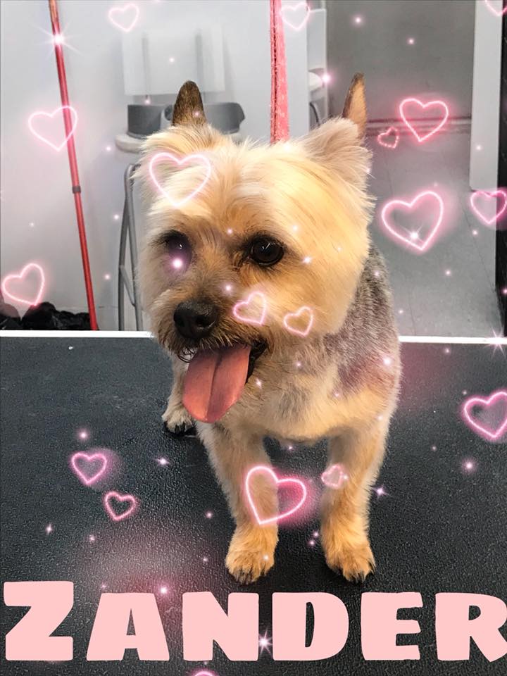 Dog Grooming Calgary | 2106, 380 Canyon Meadows Dr SE, Calgary, AB T2J 7C3, Canada | Phone: (587) 997-6274