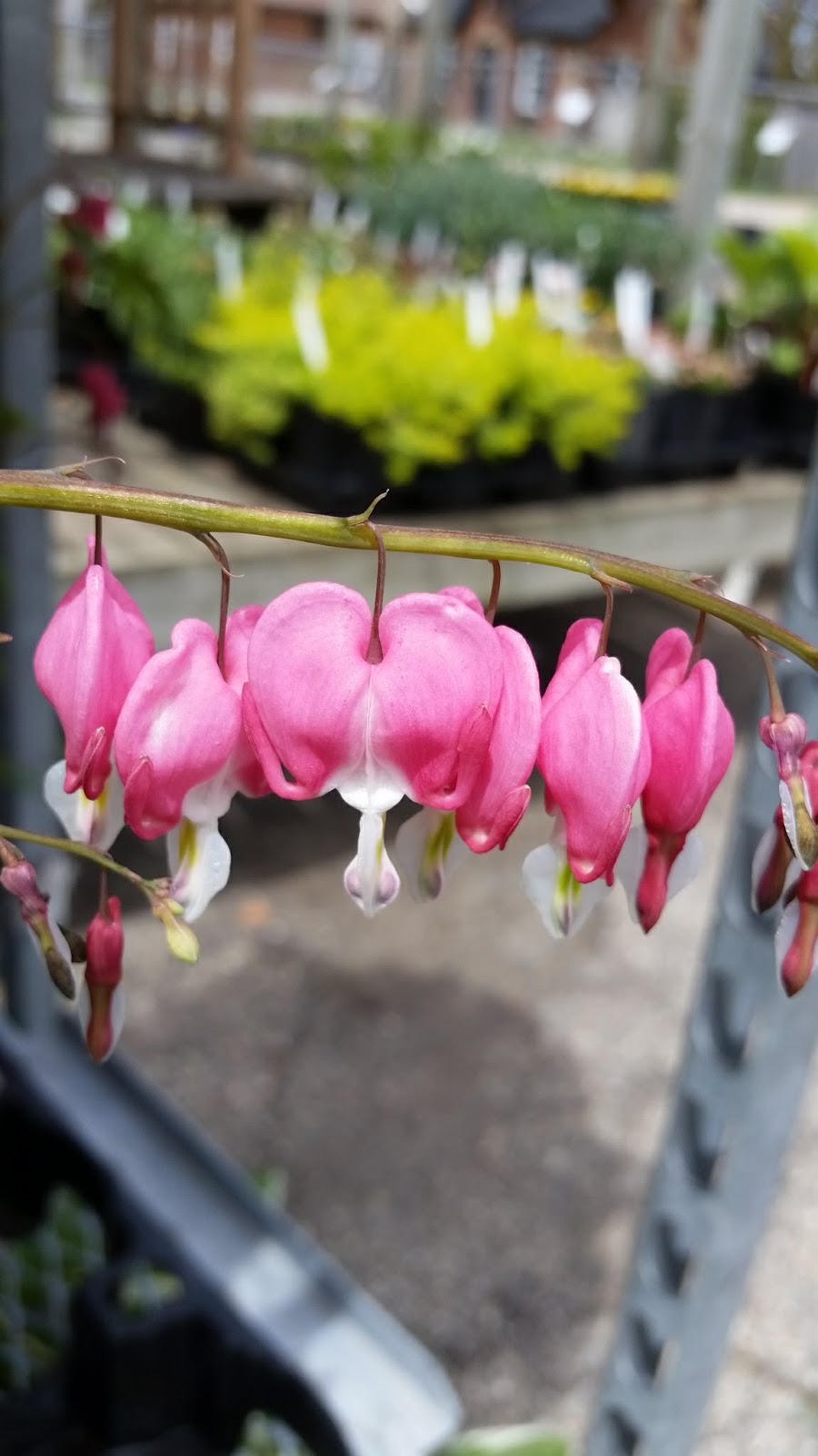 Orangeville Flowers & Greenhouses Ltd | 78 John St, Orangeville, ON L9W 2P8, Canada | Phone: (519) 941-2592