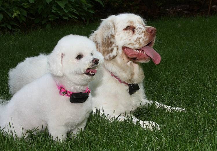 DogWatch of Mid-Canada | 125 Eastwood Dr, East Saint Paul, MB R2E 0C7, Canada | Phone: (204) 654-2420