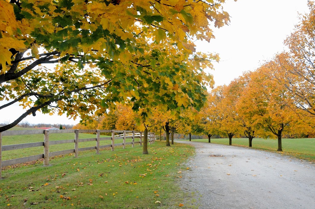 Someday Farm Equestrian Centre | 5192 Winston Churchill Blvd, Erin, ON L0P 1N0, Canada | Phone: (519) 927-9444