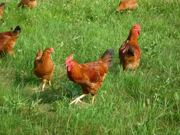 Beaver Vale Farms | 4736 8th Line, Beeton, ON L0G 1A0, Canada | Phone: (905) 775-7639