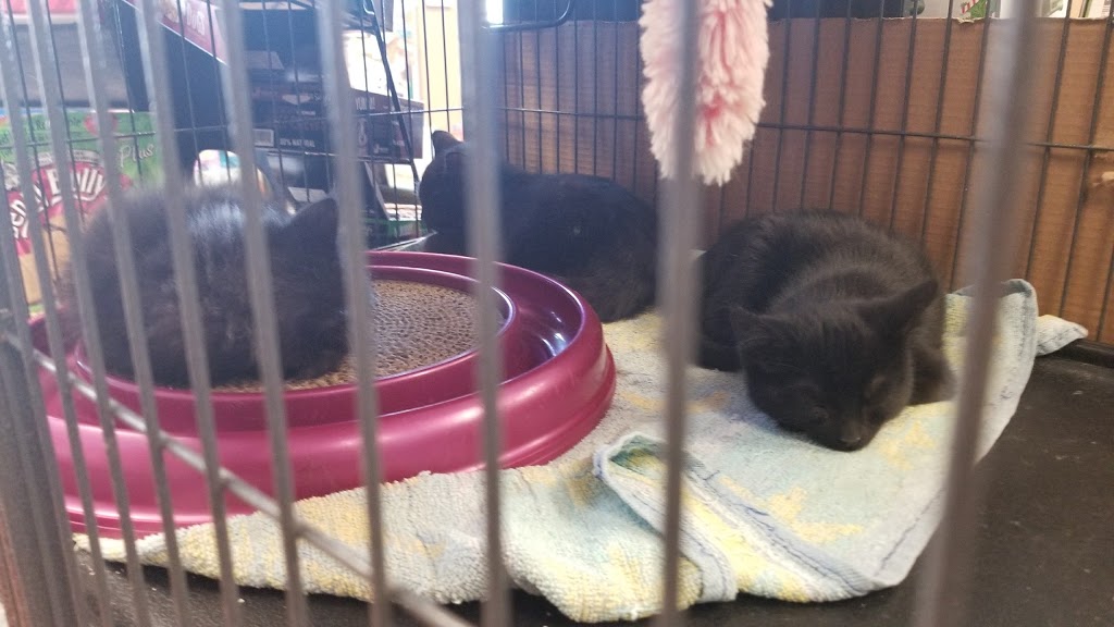Pet Valu | 920 Upper Wentworth St, Hamilton, ON L9A 5C5, Canada | Phone: (905) 318-1556