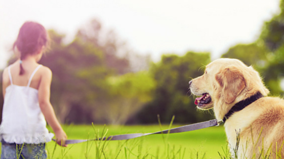 Clarkson Village Animal Hospital | 1659 Lakeshore Rd W, Mississauga, ON L5J 1J4, Canada | Phone: (905) 855-2100