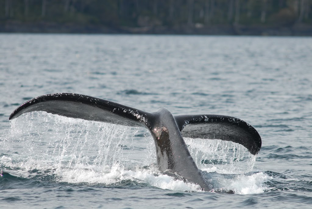 Quadra Island Boat Tours | 673 Hotel Road, Heriot Bay, BC V0P 1H0, Canada | Phone: (844) 777-7428