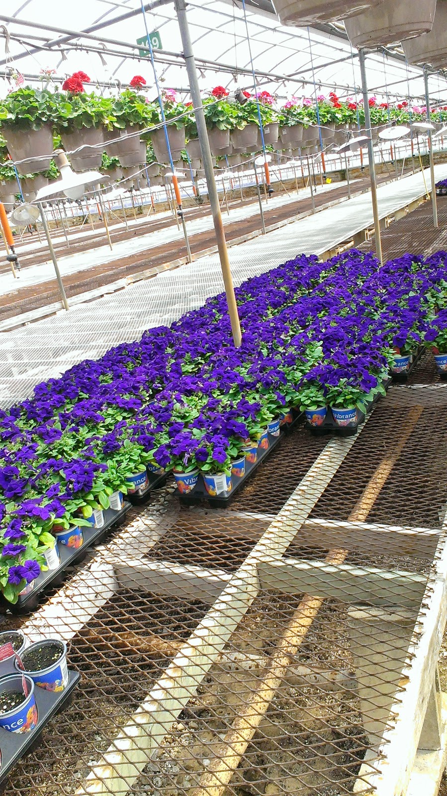Fernlea Flowers | 1211 ON-3, Delhi, ON N4B 2W6, Canada | Phone: (519) 582-3060