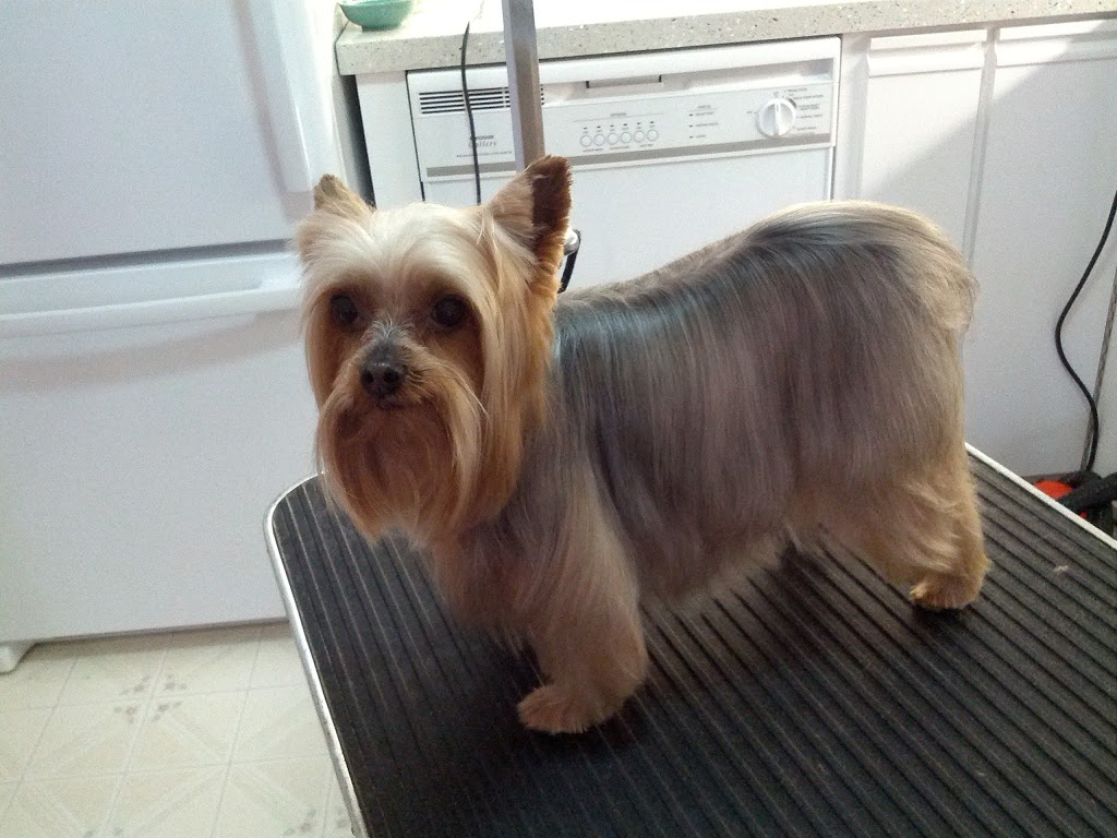 Andreas Mobile Grooming | Almonte, ON K0A 1A0, Canada | Phone: (613) 256-6624