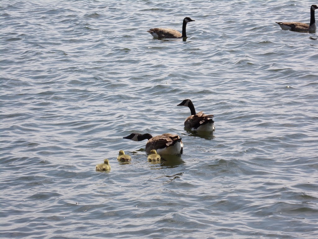 Kettlewell Pond | Fort Gratiot Twp, MI 48059, USA