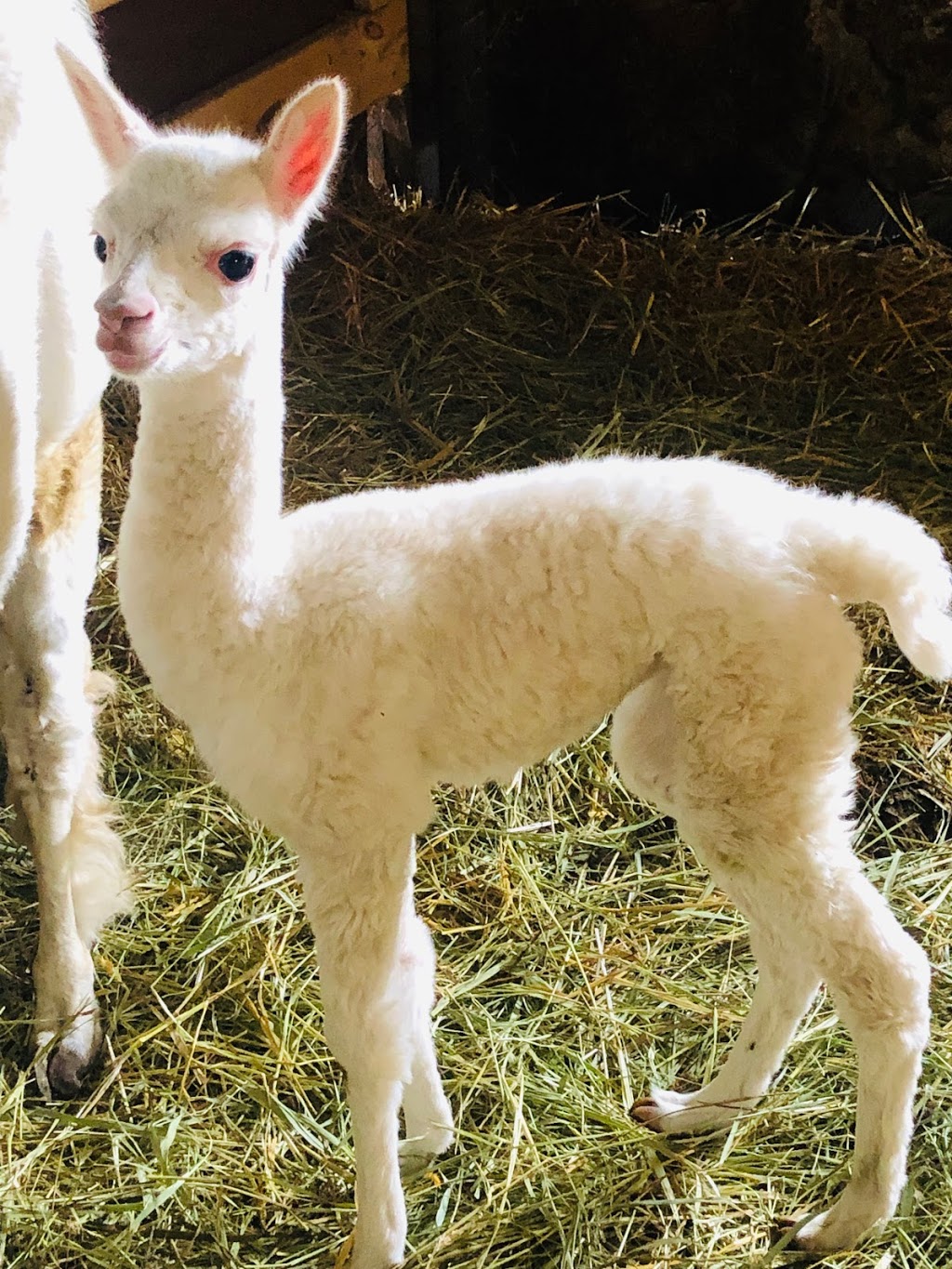 Barkway Farms | 1043 Hopkins Rd, Gravenhurst, ON P1P 1R3, Canada | Phone: (705) 606-2214