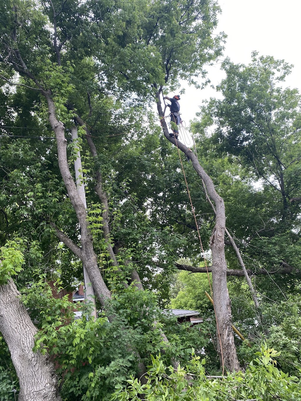 Schmeler Tree Removal and services | 369 Pickerel & Jack Lake Rd, Burks Falls, ON P0A 1C0, Canada | Phone: (705) 783-8247