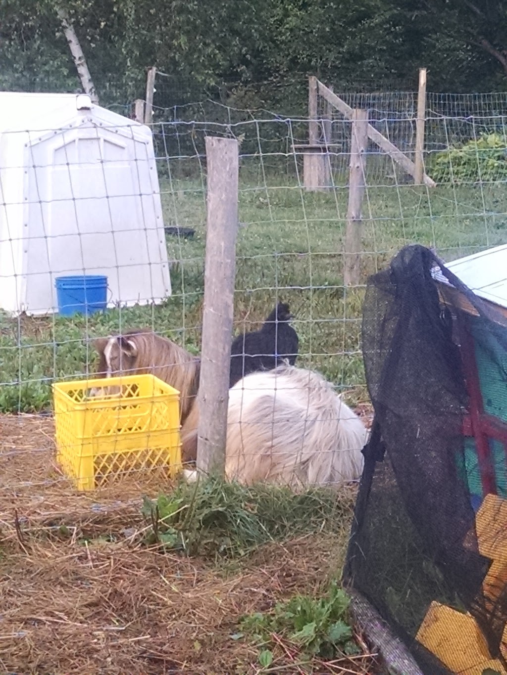 Sweetwood Farm | 637 Hirtle Rd, Blockhouse, NS B0J 1E0, Canada | Phone: (902) 298-9697