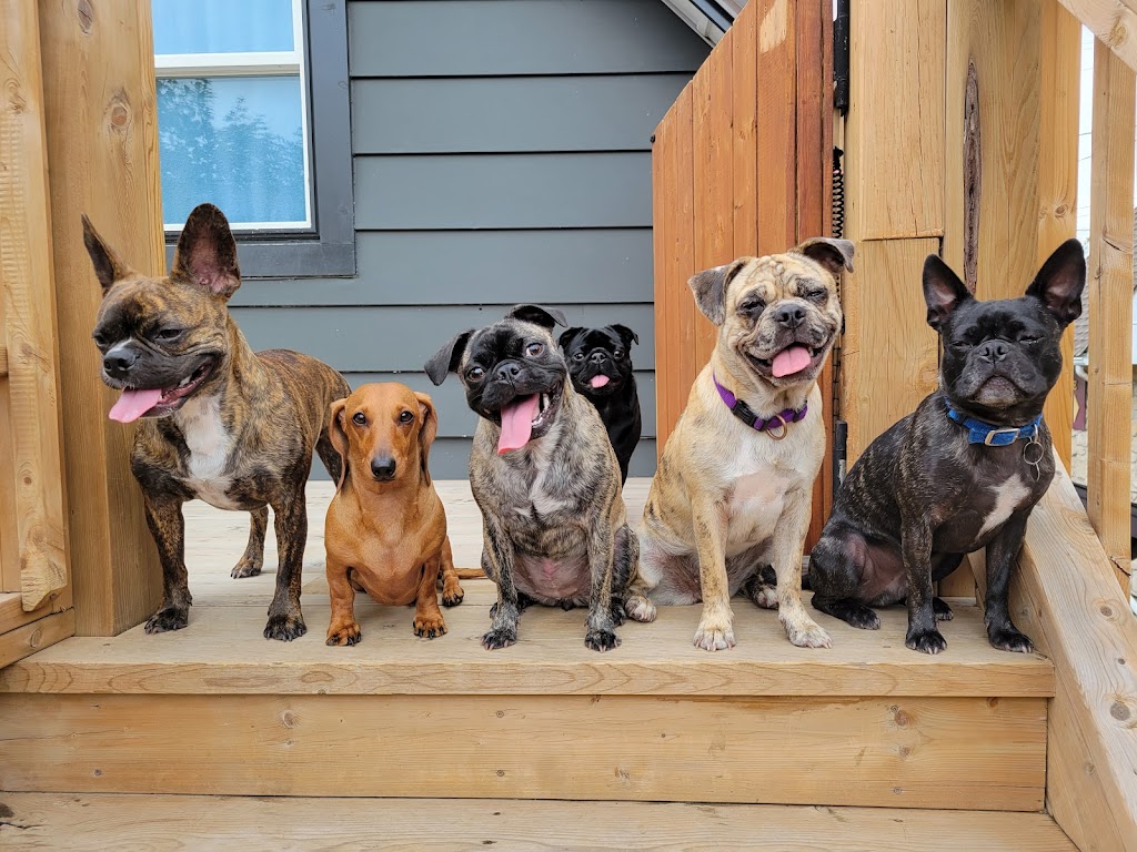 Elora Doggy Daycare | 11 E Mill St, Elora, ON N0B 1S0, Canada | Phone: (519) 215-7717