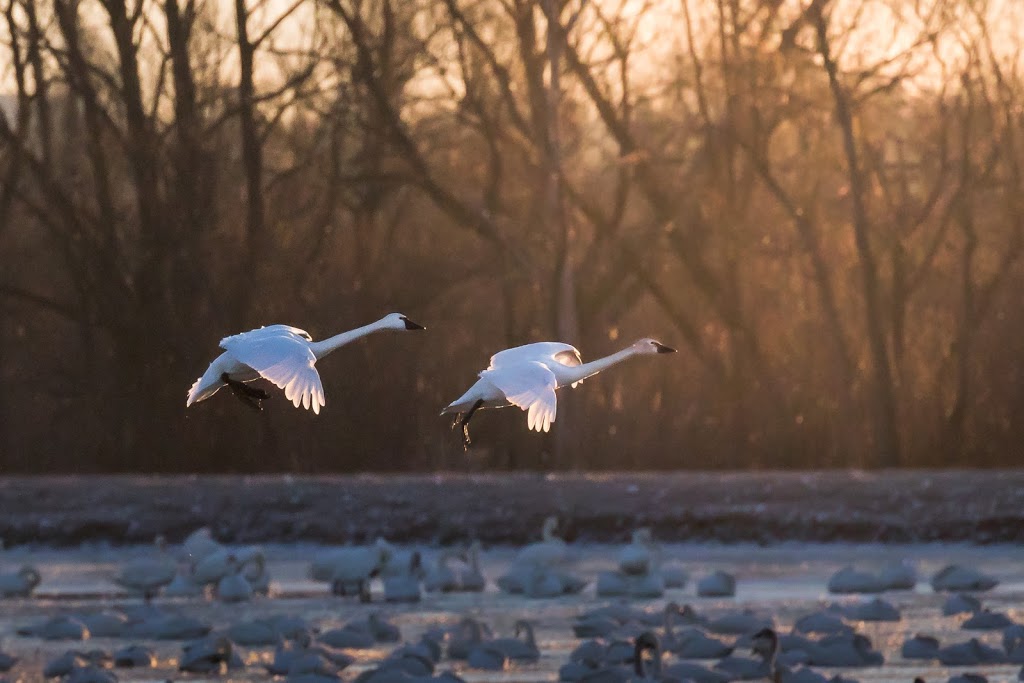 Aylmer Wildlife Management Area | 10594 Hacienda Road, Aylmer, ON N5H 2R3, Canada