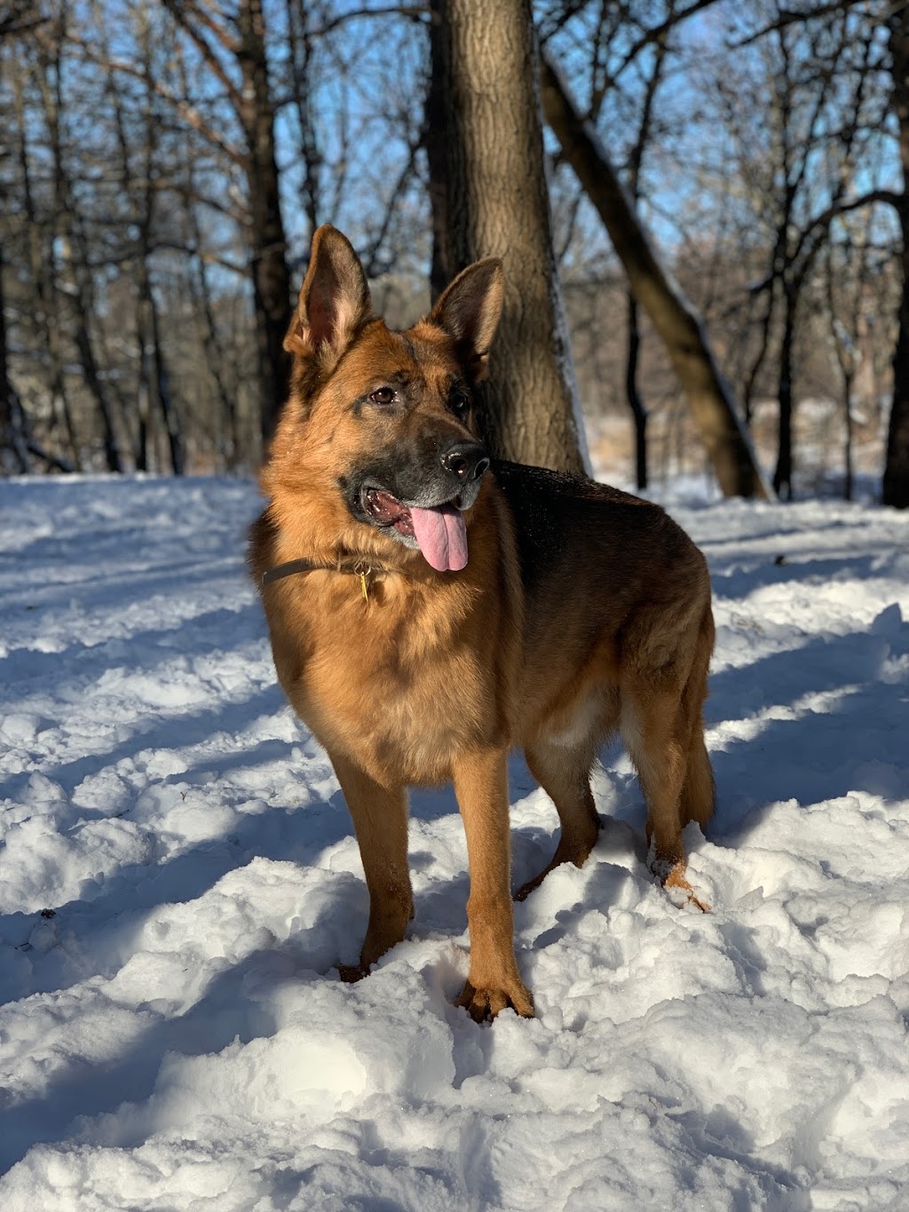 Pawsre Us Dog Walkers | 19 Fairlin Dr, Toronto, ON M9B 4J1, Canada | Phone: (647) 808-2372