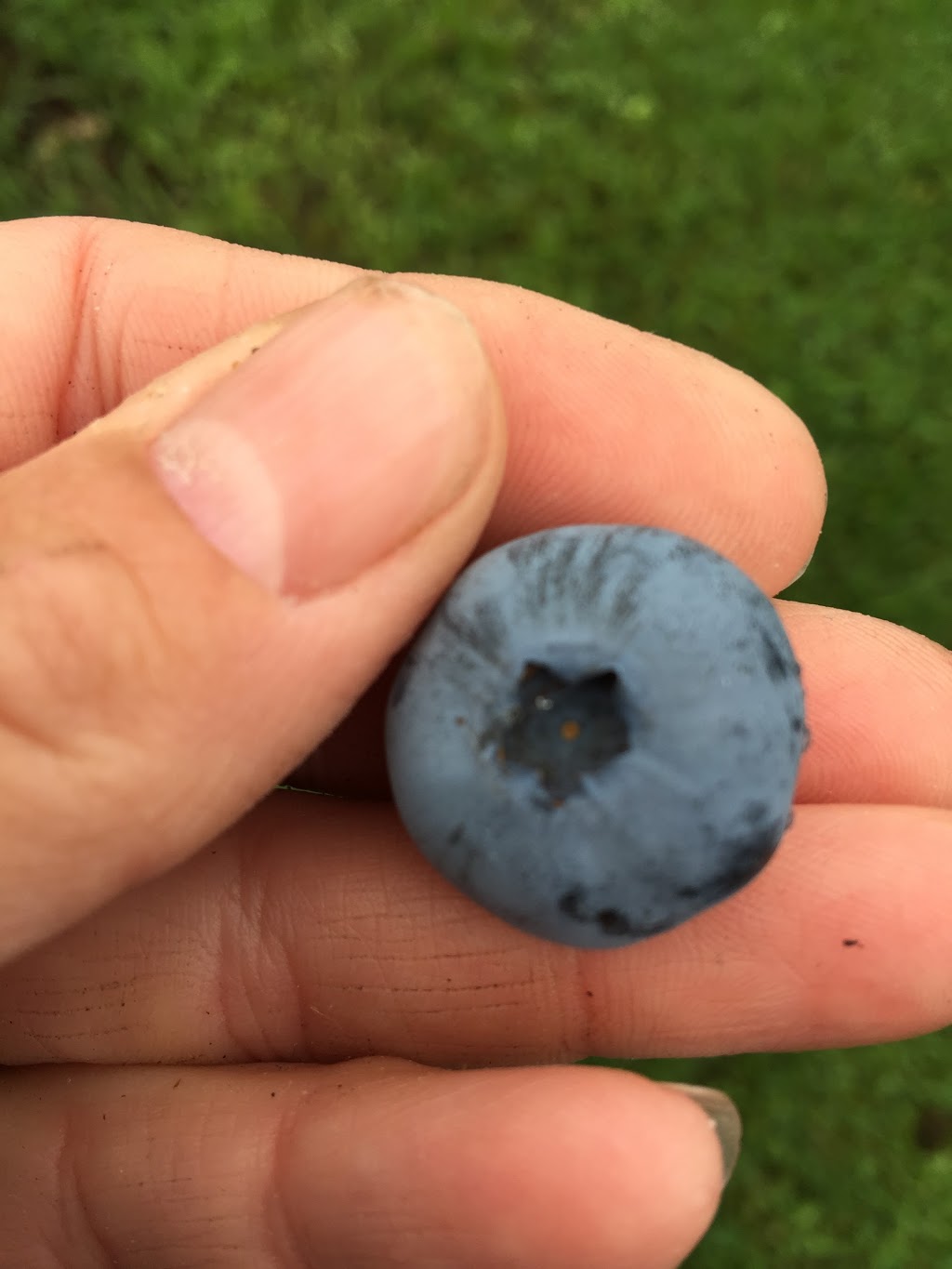Bleuetière cédrière framboisier au petit camp | 6600, 4e rang, Saint-Lucien, QC J0C 1N0, Canada | Phone: (819) 397-2026