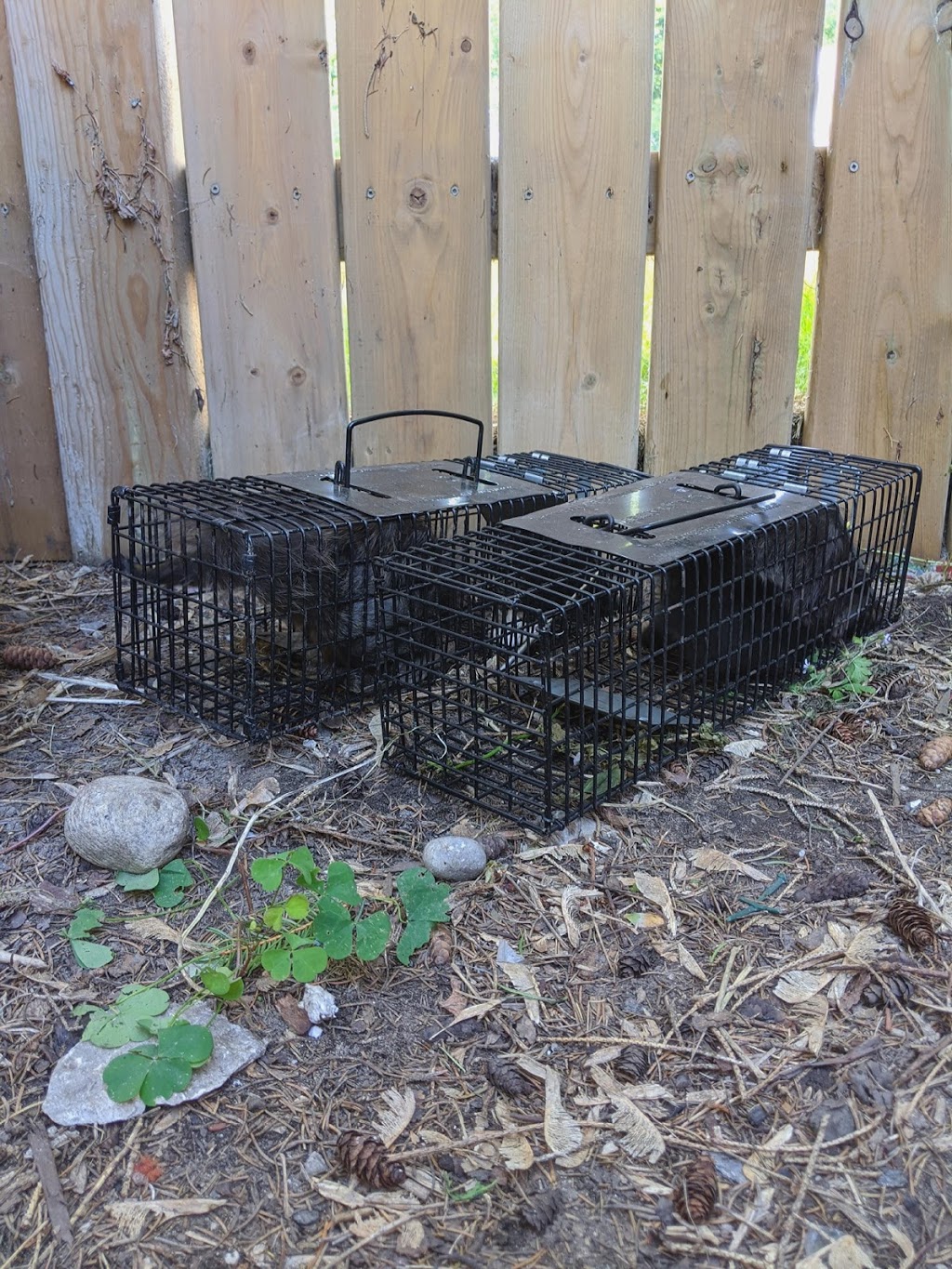 MZ Nuicanse Animal Removal | 1017 Bannister St, Elmvale, ON L0L 1P0, Canada | Phone: (705) 730-4252