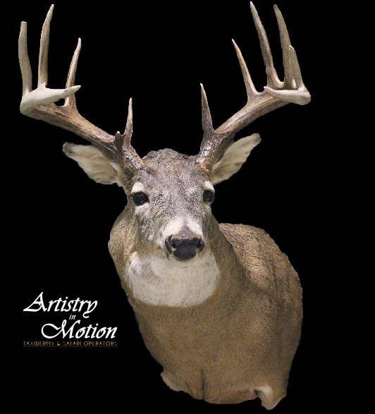 Artistry In Motion Taxidermy- Canadas Largest Taxidermy Studio | 347 Durham Regional Rd 8, Uxbridge, ON L9P 1R1, Canada | Phone: (905) 852-1119