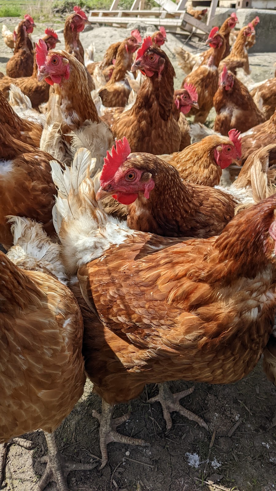 Serpentine Farms | 15966 64 Ave, Surrey, BC V3S 1Y1, Canada | Phone: (604) 655-1301